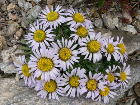 Townsendia rothrockii